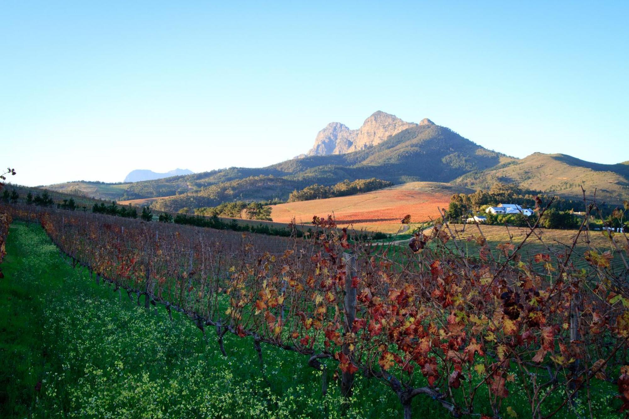 مبيت وإفطار ستيلينبوش Marianne Wine Estate المظهر الخارجي الصورة